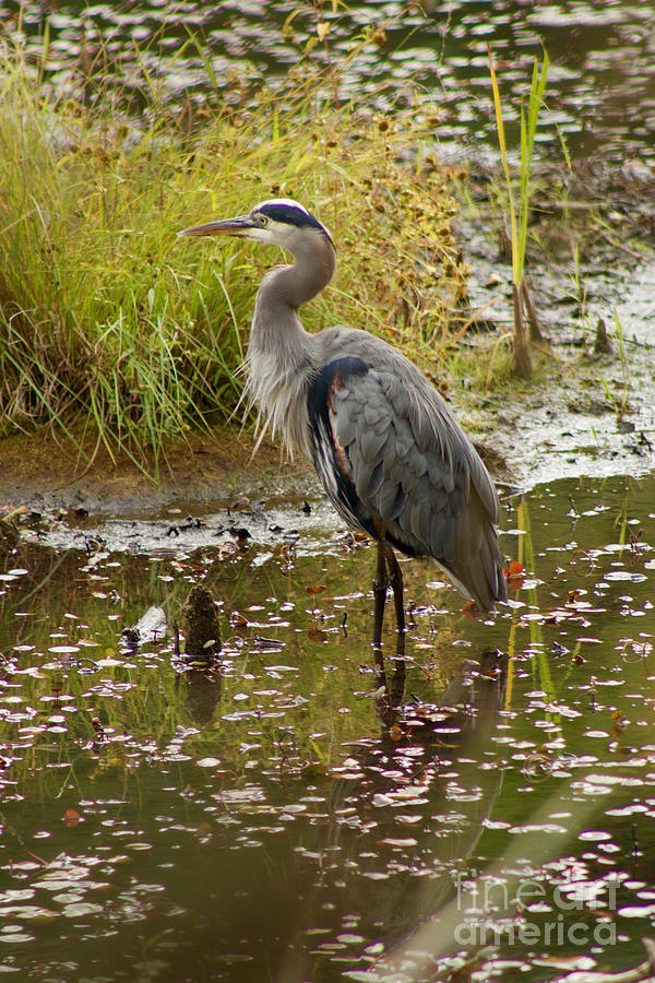 Nature Photograph - Great Blue Heron #5 by Sean Griffin