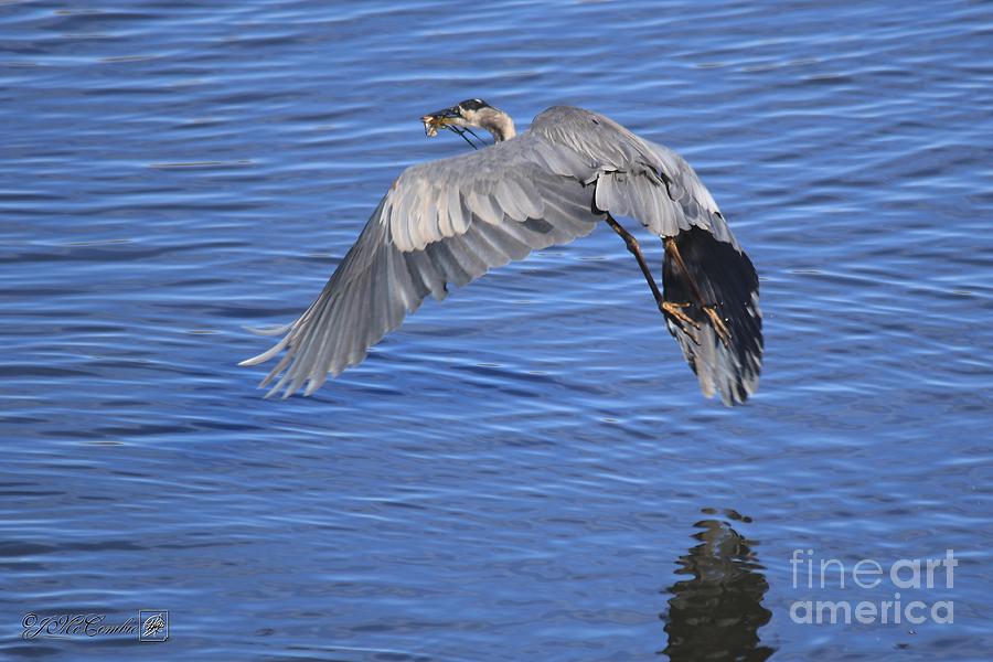 Great Blue Heron with Frog in Flight #4 Photograph by J McCombie