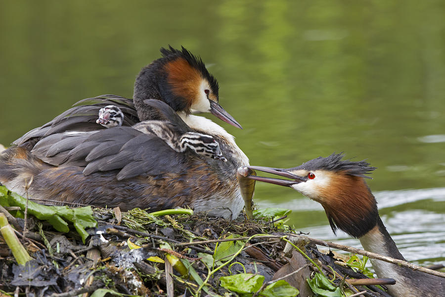 Great Crested Grebes Feeding Chick Photograph by Dickie Duckett