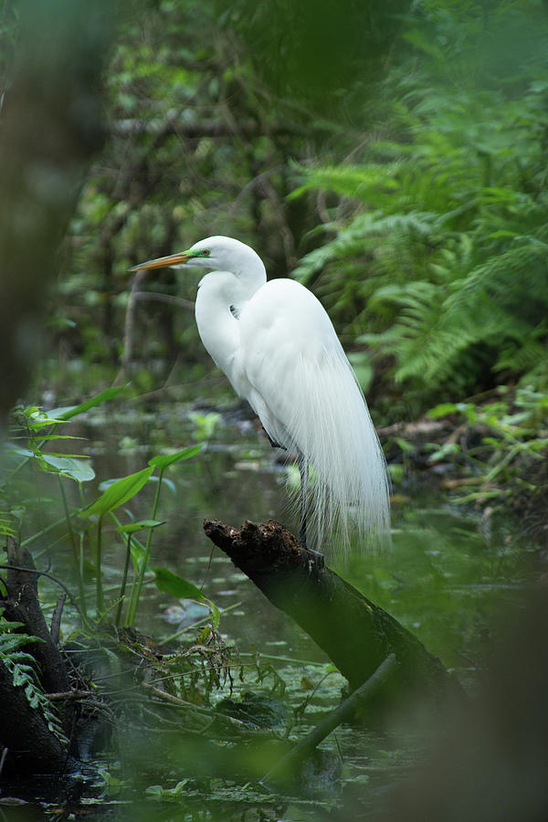 Great Egret #3 Photograph by Frank Madia