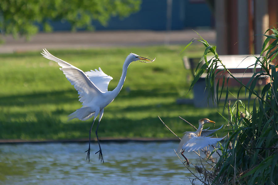 Great Egret In Flight With Nest Material Photograph