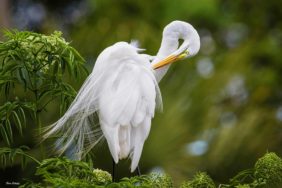 Great Egret Preening #3 Photograph by Fran Gallogly