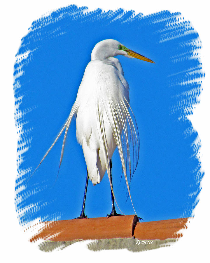 Great Egret #3 Photograph by T Guy Spencer