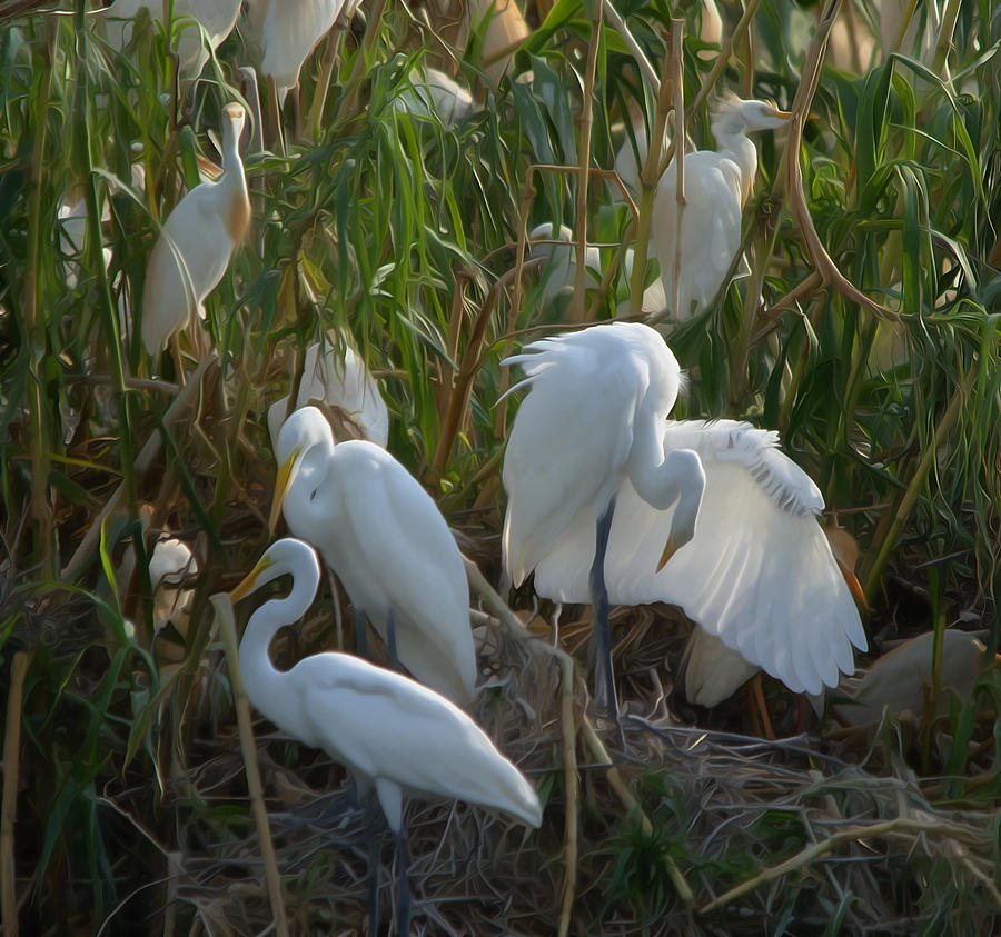 Great Egrets Preening And Cattle Egrets Activity Photograph