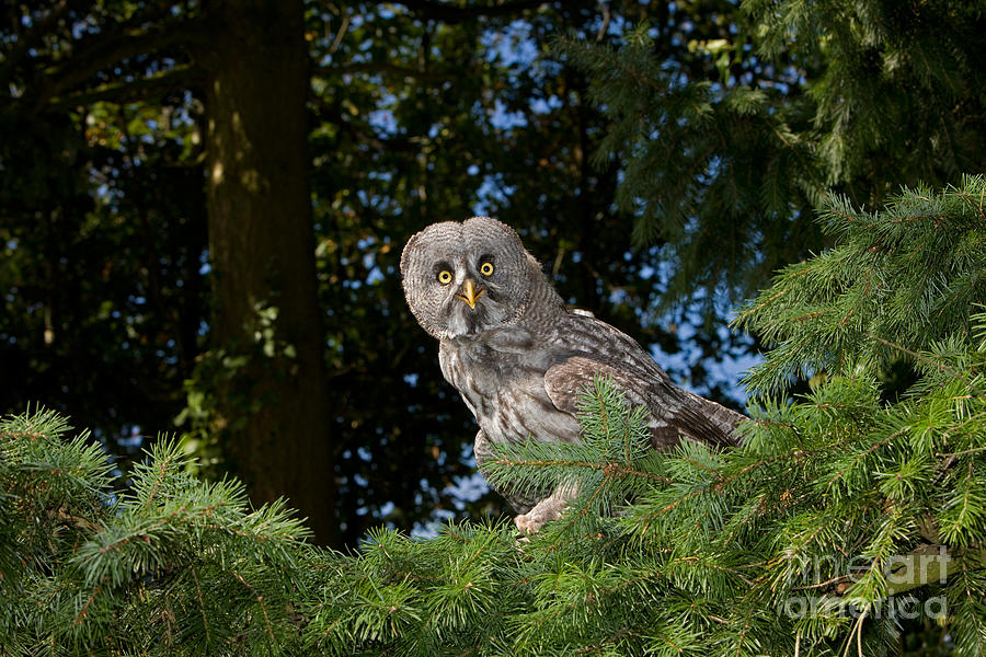 Owl Photograph - Great Grey Owl Strix Nebulosa #3 by Gerard Lacz