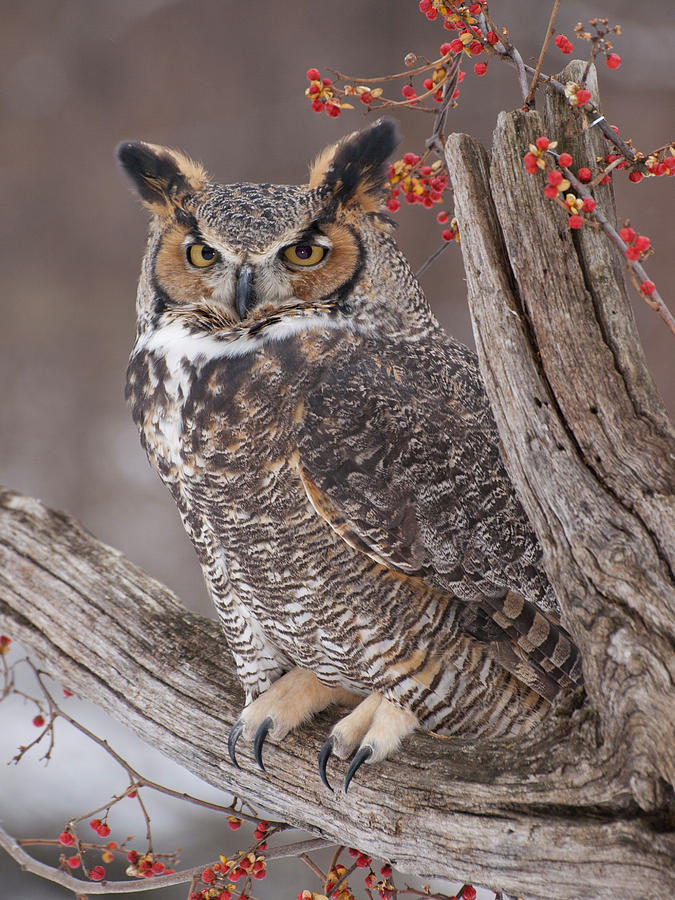 Great Horned Owl #3 Photograph by Cindy Lindow