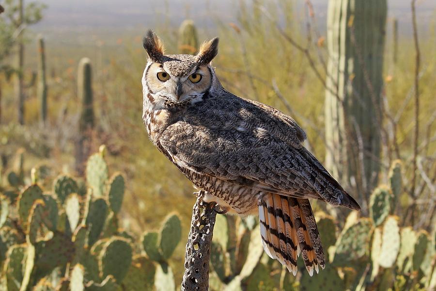 Great Horned Owl #3 Photograph by Dennis Boyd