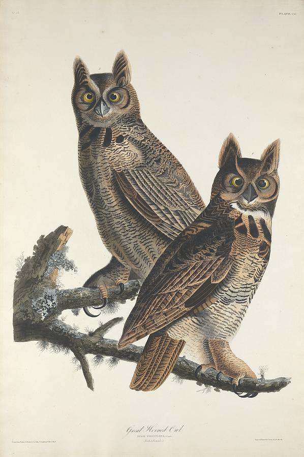 John James Audubon Drawing - Great Horned Owl #3 by Dreyer Wildlife Print Collections 