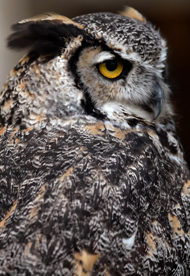 Great Horned Owl #3 Photograph by JT Lewis