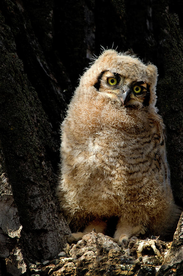 Great Horned Owlet #3 Photograph by Dawn Key