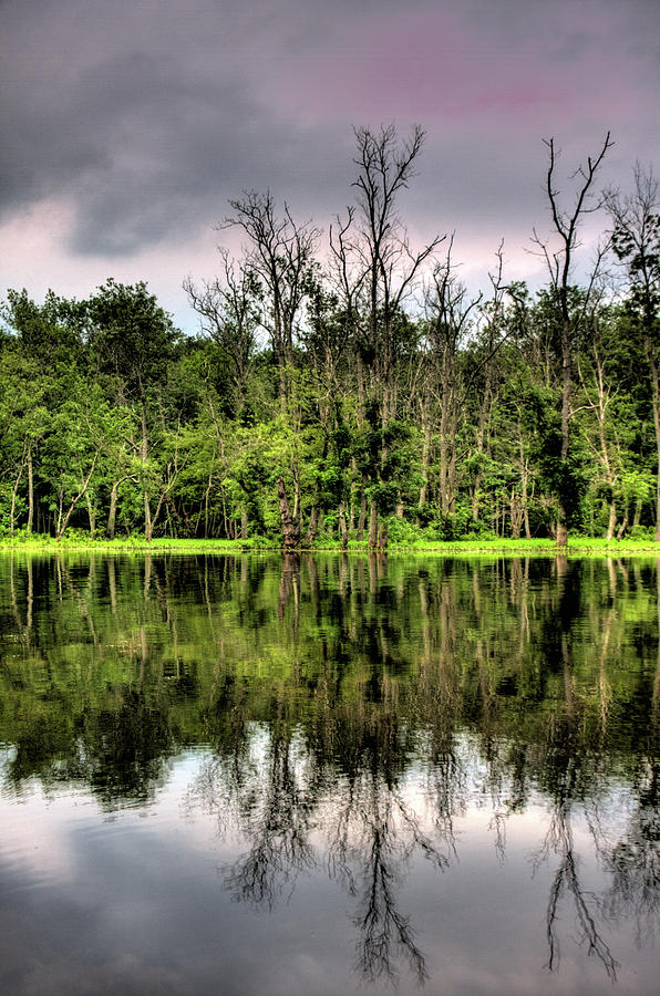 Great Swamp #3 Photograph by David Henningsen