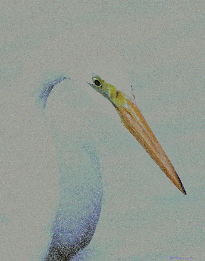 Great White Egret  #3 Photograph by Joseph G Holland