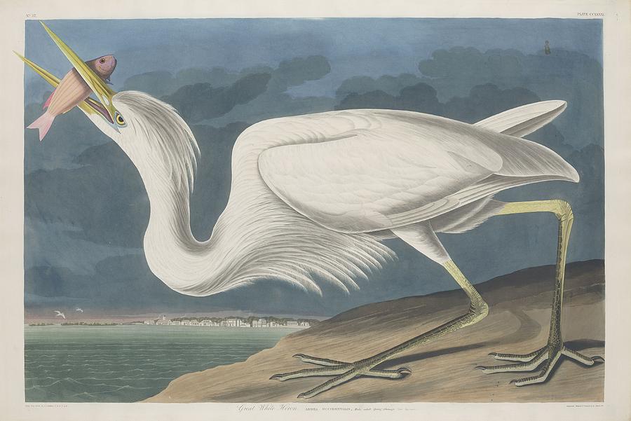 John James Audubon Drawing - Great White Heron #3 by Dreyer Wildlife Print Collections 