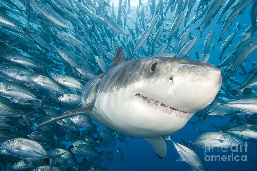 Great White Shark #3 Photograph by Dave Fleetham - Printscapes