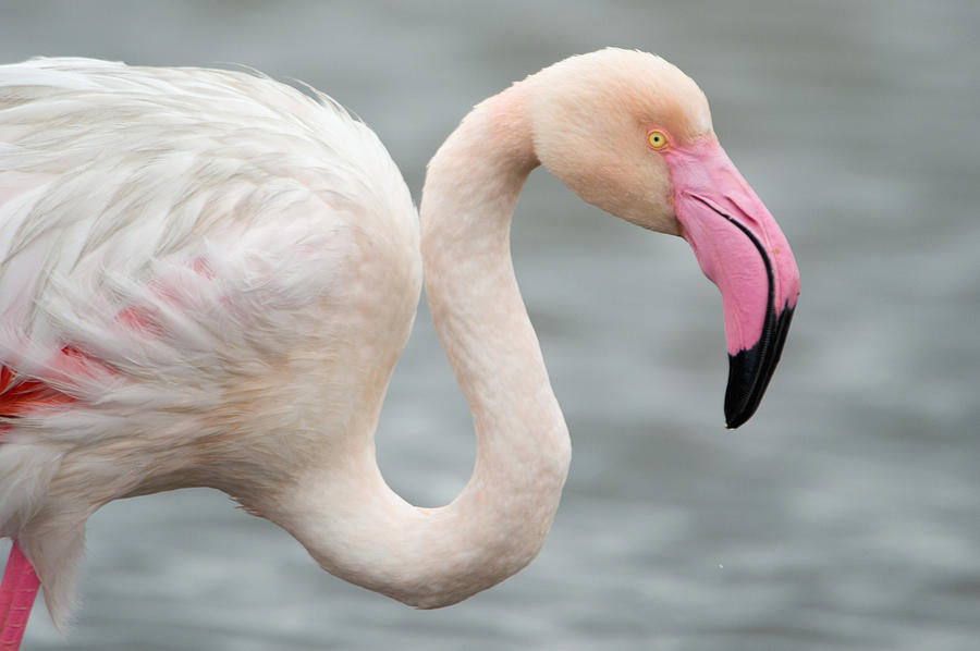 Flamingo Photograph - Greater Flamingo Phoenicopterus Roseus #3 by Panoramic Images