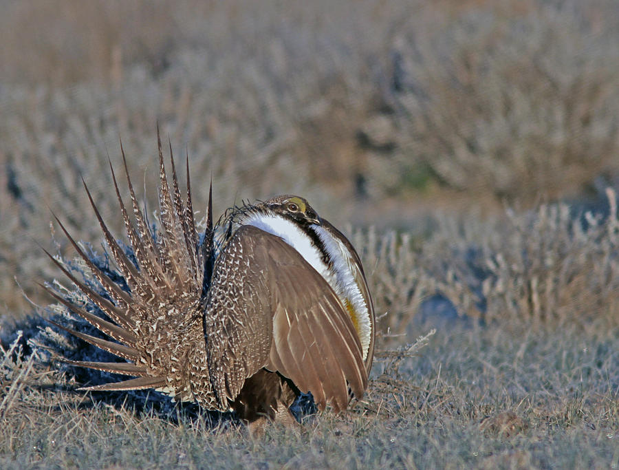 Greater Sage-Grouse #3 Photograph by Gary Wing