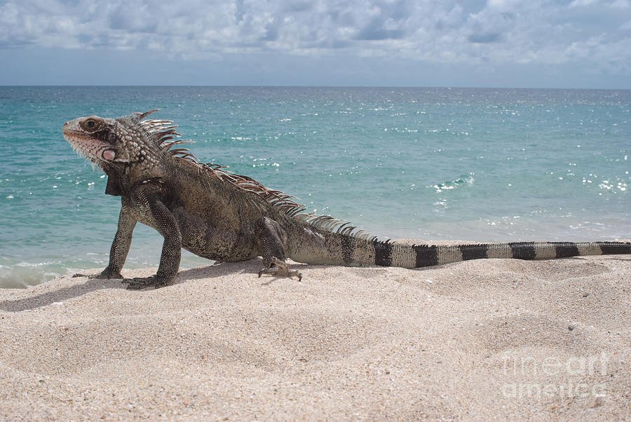 Green Iguana on the beach #3 Photograph by Anthony Totah