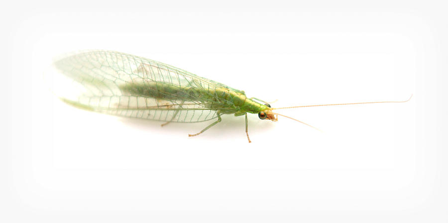 Green Lacewing #3 Photograph by Nathan Abbott