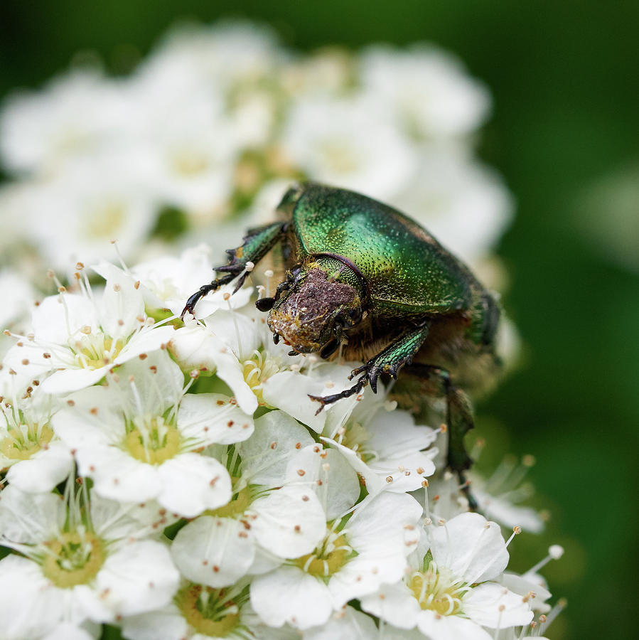 Green Rose Chafer Photograph