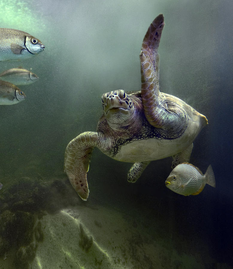 Green Sea Turtle Chelonia Mydas #3 Photograph by Tim Fitzharris