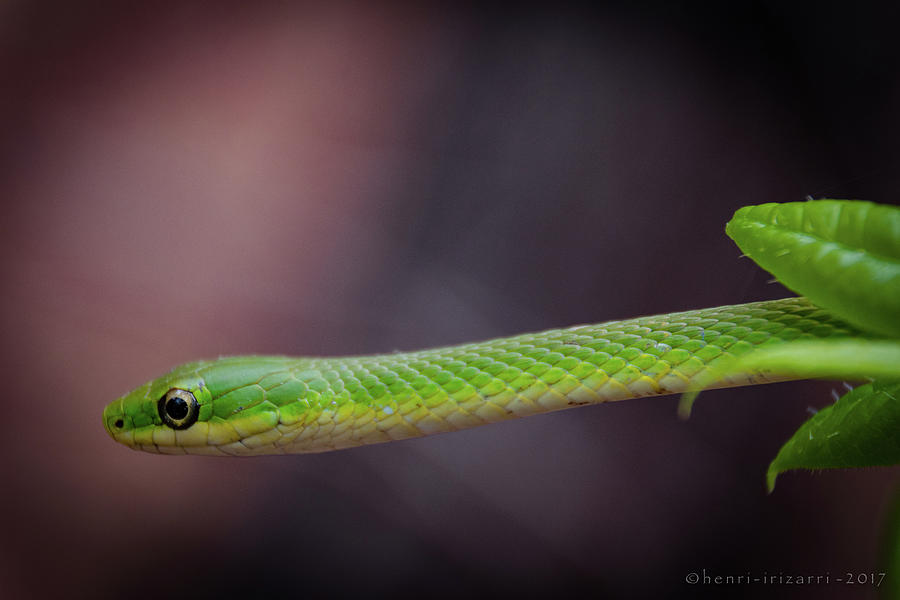 Green Snake #3 Photograph by Henri Irizarri