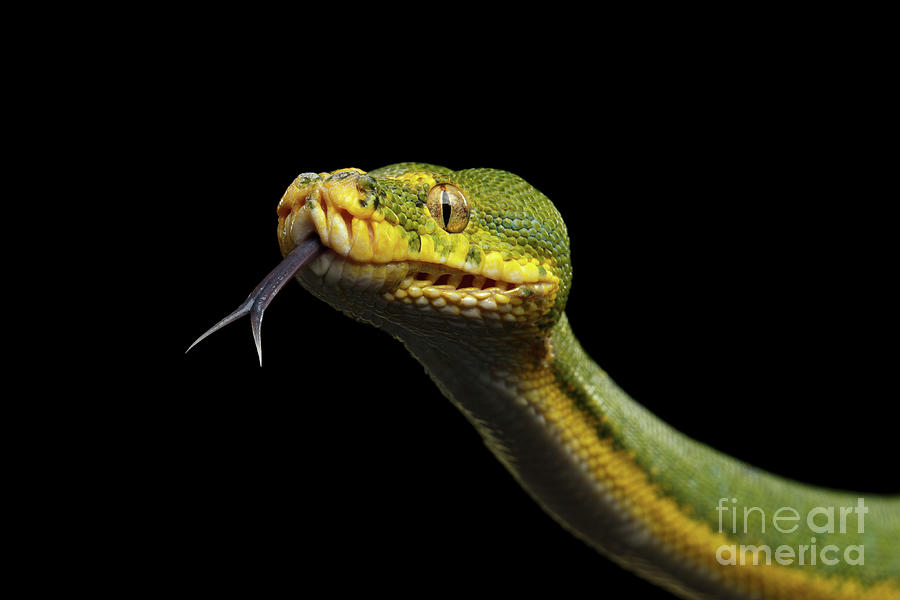 Snake Photograph - Green Tree Python. Morelia viridis. Isolated black background #1 by Sergey Taran