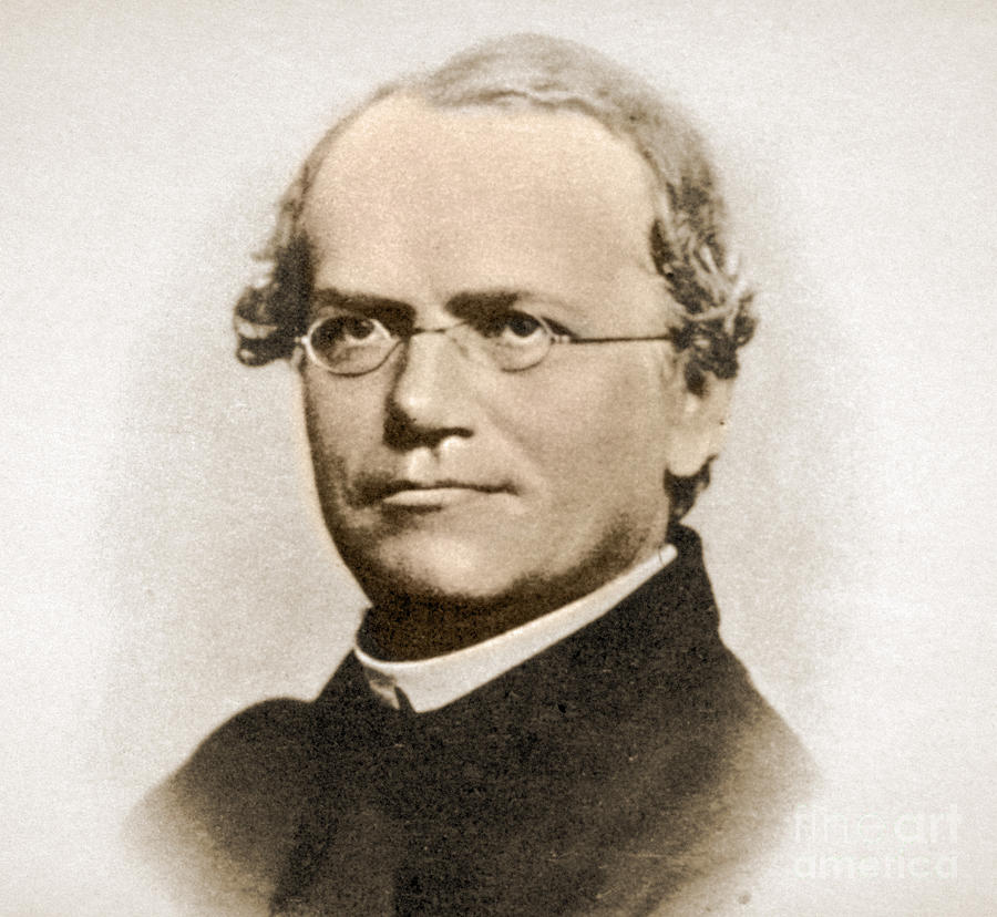 Gregor Mendel, Father Of Genetics #3 Photograph by Science Source