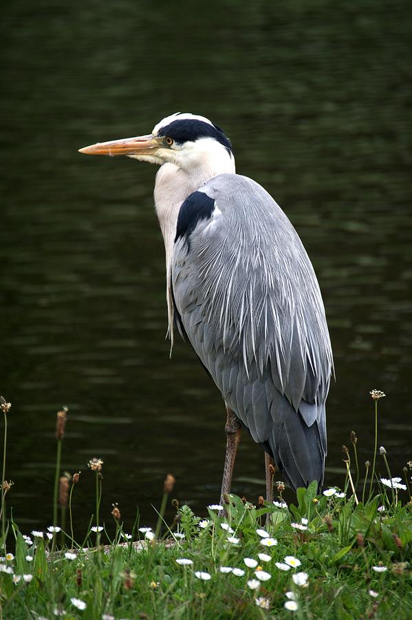 Grey Heron #3 Photograph by Chris Day