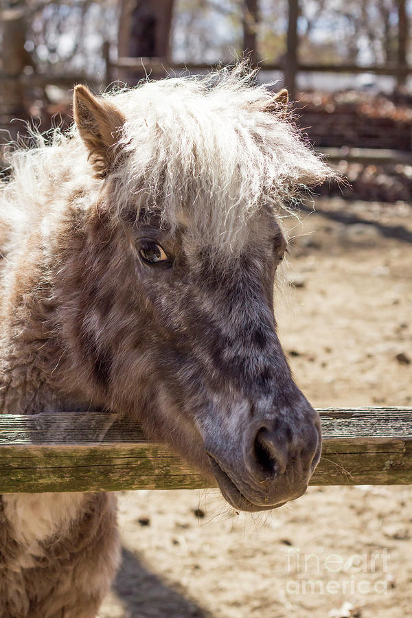 Horse Photograph - Grey Pony #3 by Ezume Images