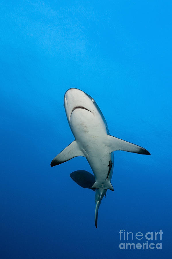 Grey Reef Shark #3 Photograph by Reinhard Dirscherl