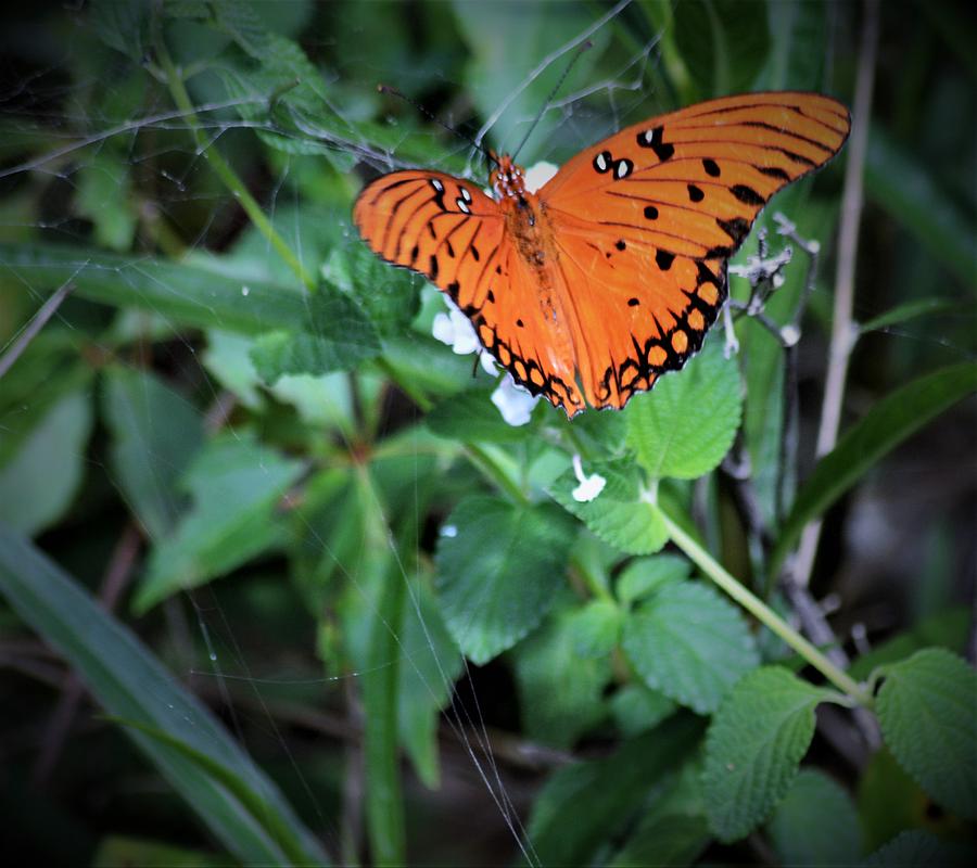 Gulf Fritillary Butterfly #3 Photograph by Warren Thompson