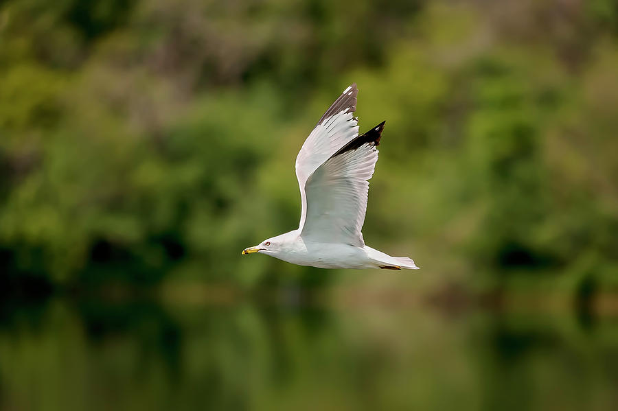 Gull in flight #3 Photograph by Peter Lakomy