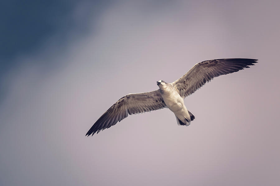 Gull #3 Photograph by Peter Lakomy