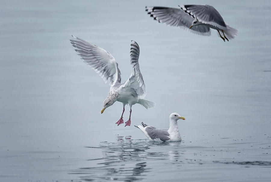 3 Gulls Photograph by Randy Hall