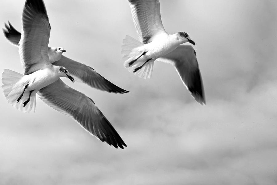 3 Gulls Photograph by Robert Och
