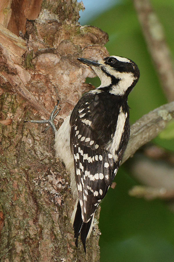 Hairy Woodpecker #3 Photograph by Alan Lenk
