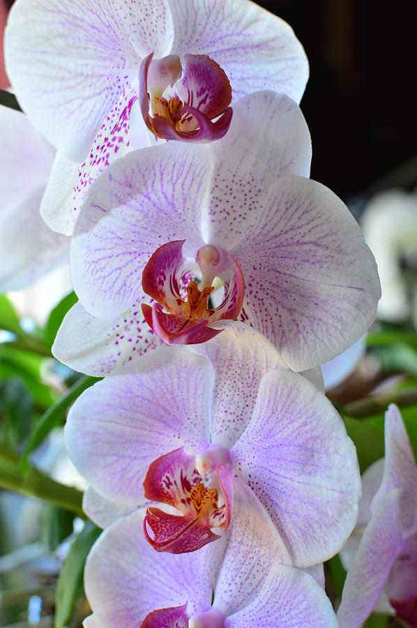 3 Happy Orchids Photograph by Stacie Siemsen