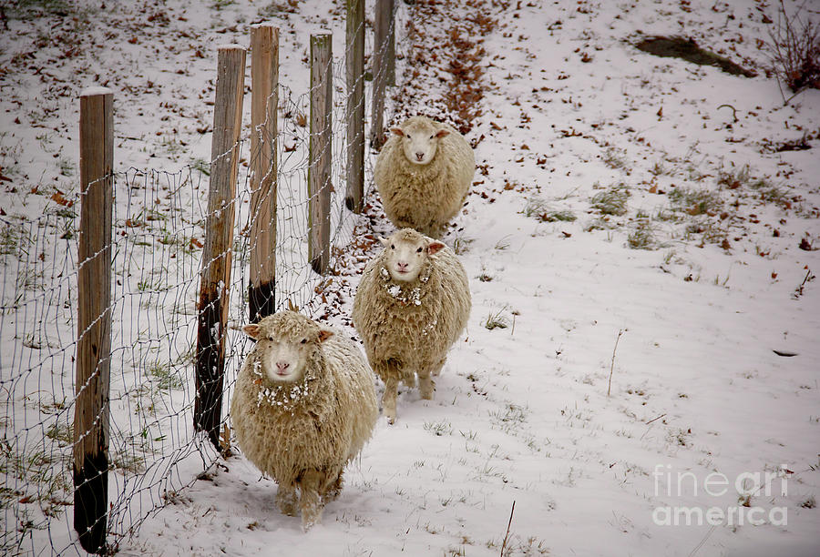 Sheep Photograph - 3 Happy Sheep by Diana Nault Sheep Photograph - 3 Happy Sheep by Diana Nault