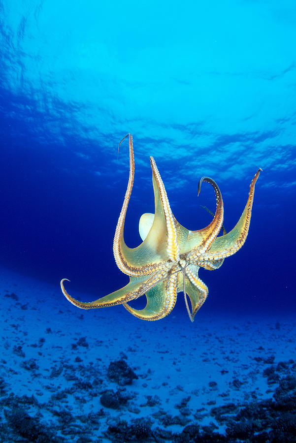 Octopus Photograph - Hawaii, Day Octopus #3 by Dave Fleetham - Printscapes