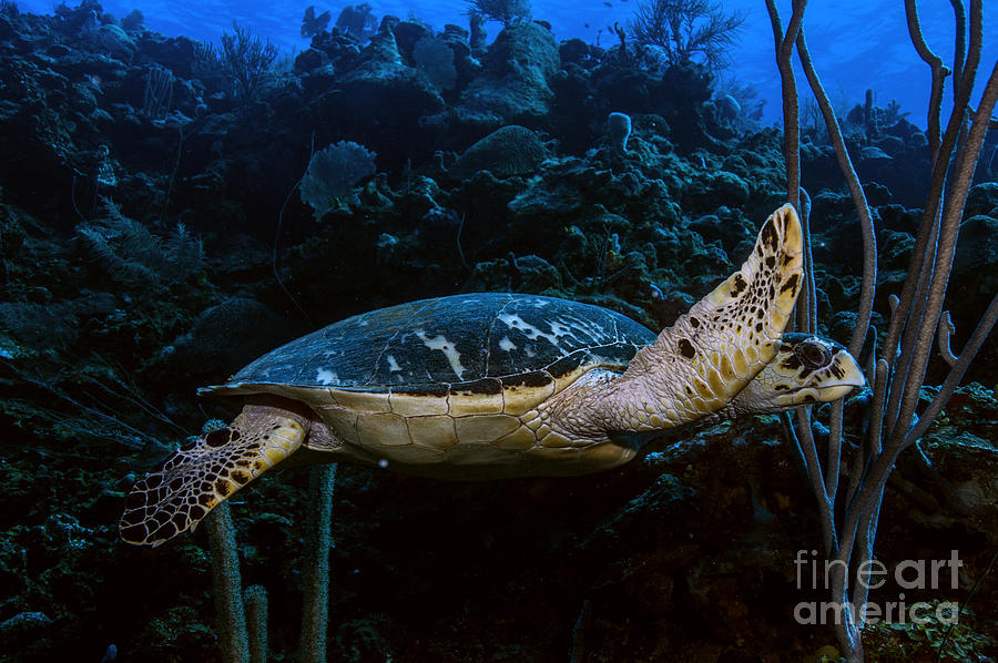 Hawksbill Turtle #3 Photograph by JT Lewis