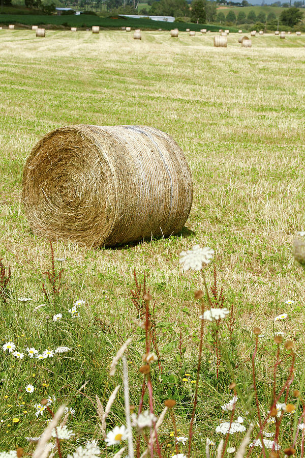 Hay bales 3 Photograph by Les Cunliffe