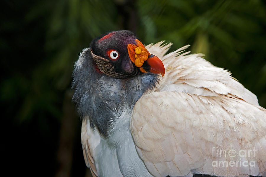 Head Of King Vulture #3 Photograph by Gerard Lacz