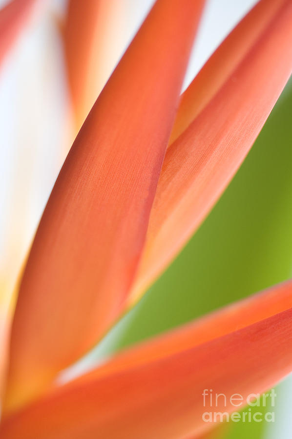 Heliconia #3 Photograph by Mary Van de Ven - Printscapes