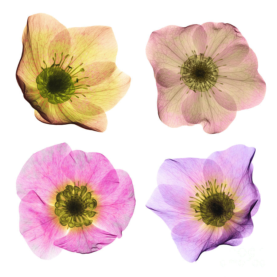 Hellebore Flowers, X-ray #7 Photograph by Ted Kinsman