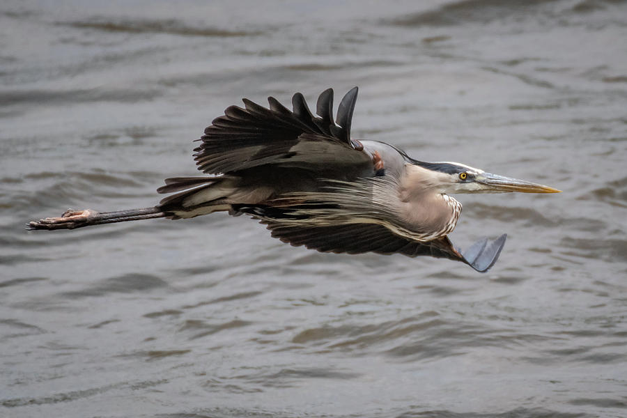 Heron in flight #3 Photograph by Gary E Snyder