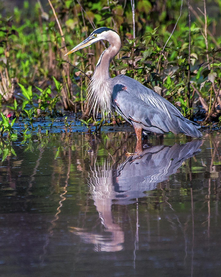 Heron Reflections Photograph by William Krumpelman - Fine Art America