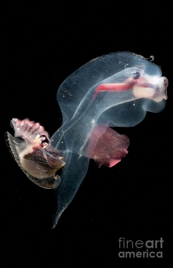 Heteropod Mollusk #3 Photograph by Dant Fenolio