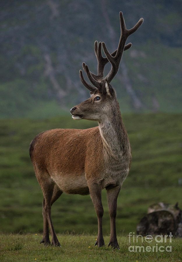 Highland Deer #3 Photograph by Keith Thorburn LRPS EFIAP CPAGB