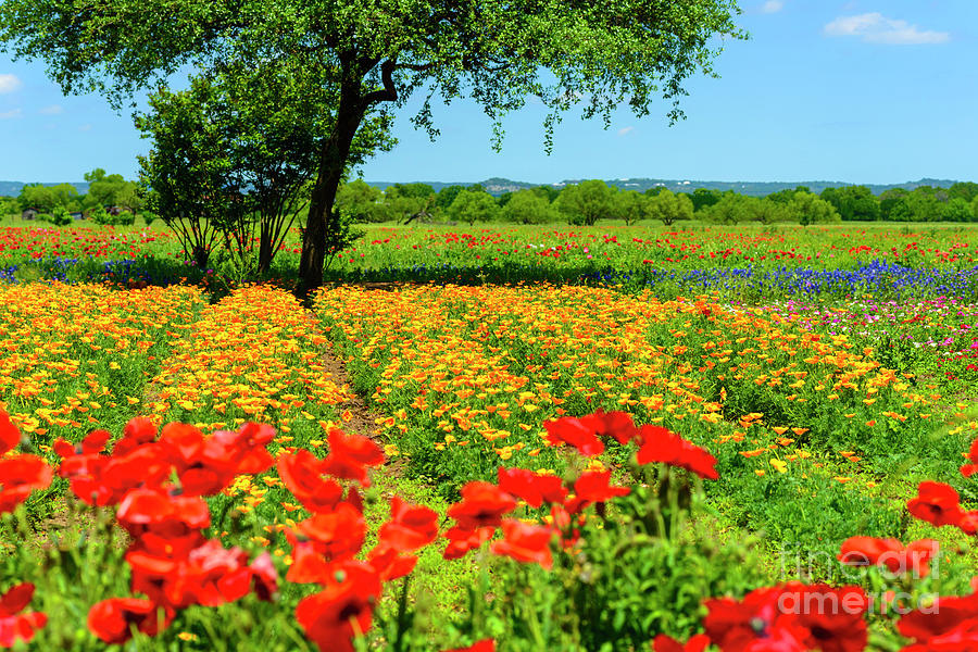 Hill Country Photograph - Hill Country in Bloom by Thomas R Fletcher