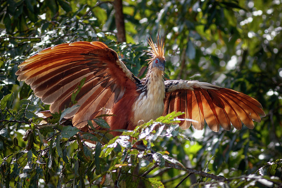 Hoatzin La Macarena Colombia #3 Photograph by Adam Rainoff